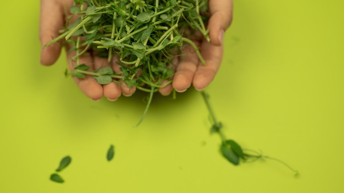 Crop anonymous person demonstrating fresh cress with wavy stems and small foliage on green background